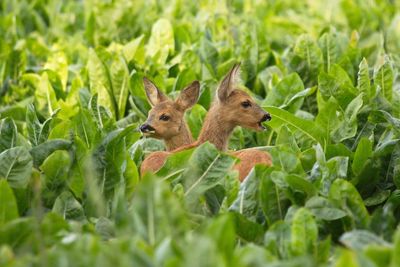 Fawns amidst leaves