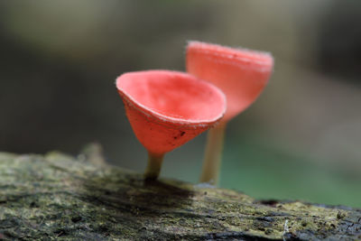 Close-up of red heart shape on wood