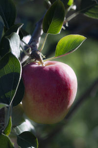 Close-up of fruit growing on tree