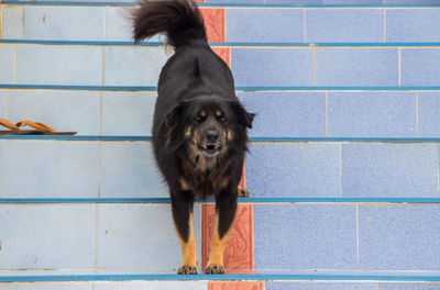 Portrait of dog standing on floor