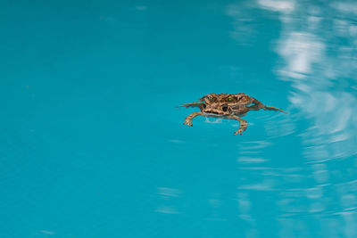 Close-up of frog swimming in lake