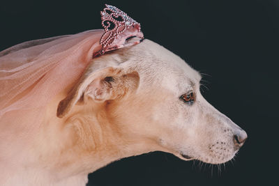 The princess, labrador retriever with a crown