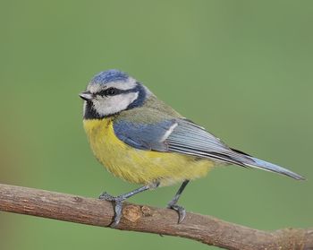 Close-up of bird perching on wood