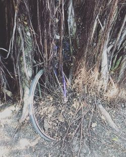 Close-up of bicycle on tree