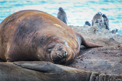 Close-up of animal lying on land