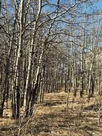 Bare trees in forest