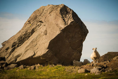 Herd of sheep next to big rock