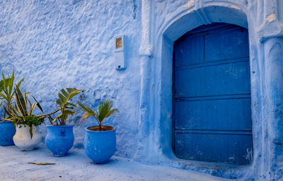 Potted plants on closed door of building