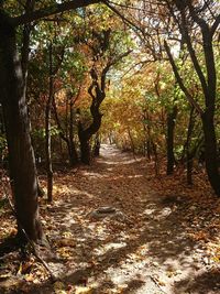 Footpath amidst trees in forest during autumn