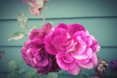 Close-up of pink rose blooming outdoors