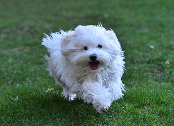 Portrait of white dog on field