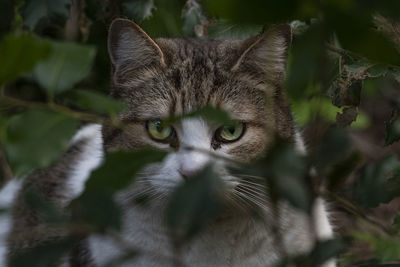 Close-up portrait of a cat