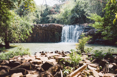 Scenic view of waterfall in forest