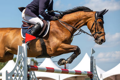 Horse jumping, equestrian sports themed photo.