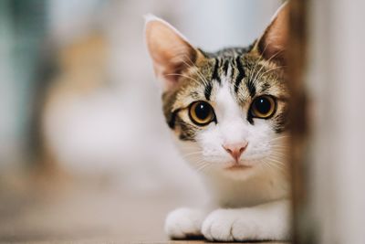 Close-up portrait of a cat