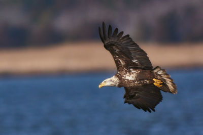 Close-up of eagle flying against blurred background