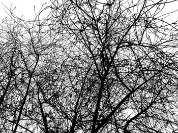 Low angle view of bare tree against clear sky