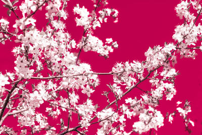 Low angle view of pink cherry blossoms in spring