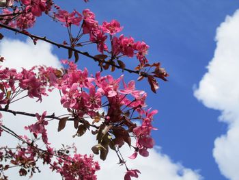 Low angle view of flower tree against sky