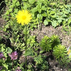 High angle view of yellow flowering plants