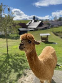 Portrait of an animal on field against sky