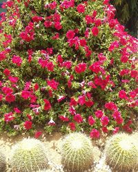 Close-up of pink flowers