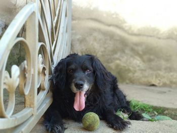 Close-up portrait of a dog