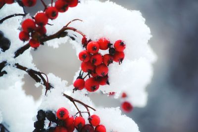 Close-up of frozen berries on tree against sky