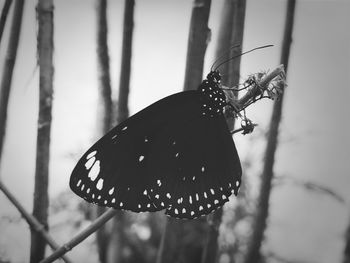 Close-up of butterfly on tree trunk