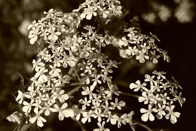 Close-up of flowers
