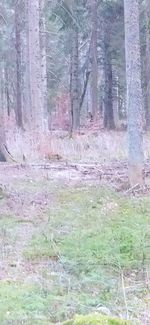 Trees growing in forest