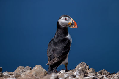 Low angle view of bird perching on rocks against clear sky