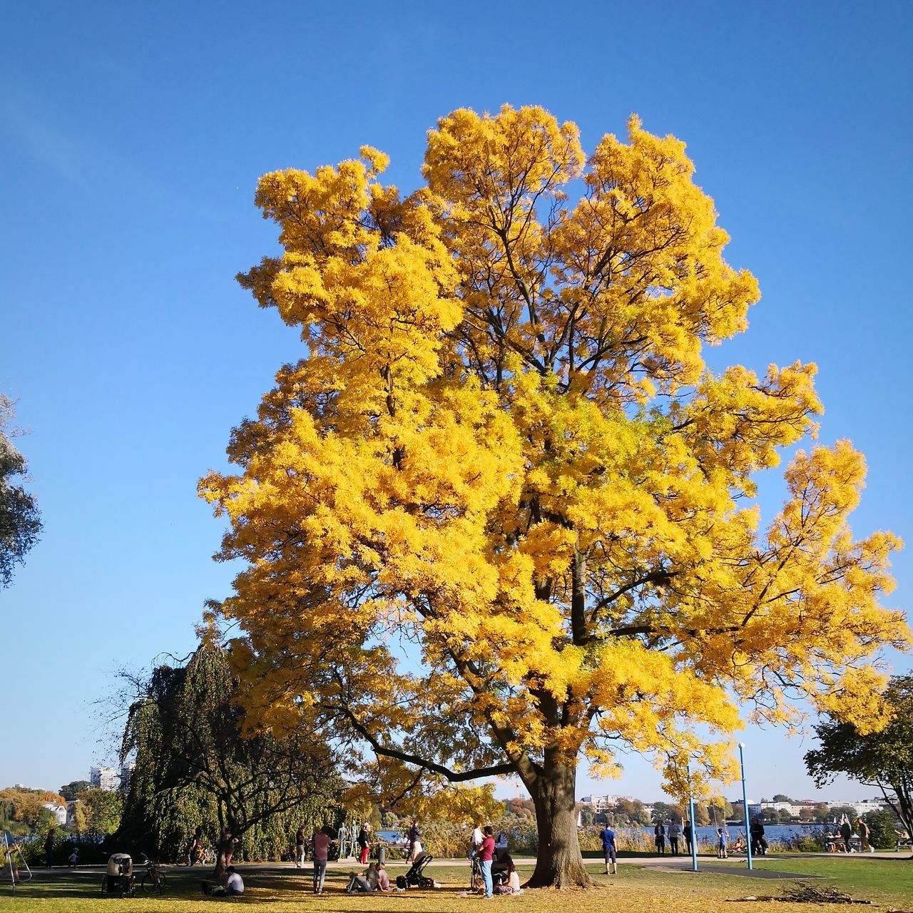 AUTUMN TREE IN PARK AGAINST SKY