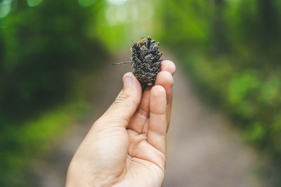 Close-up of person hand holding pine cone