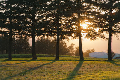 Trees on field against sky during sunset