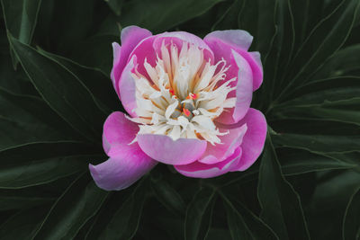 Close-up of pink rose flower