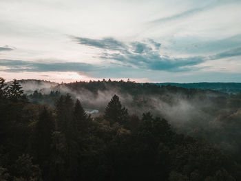 Scenic view of forest against sky in the morning fog