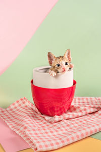 Close-up of a cat sitting on table