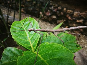 Close-up of stick insect on plant