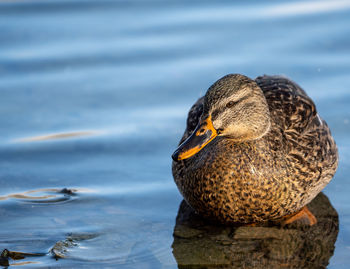 Bird duck on the shores of lake ontario