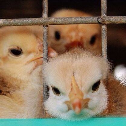 animal themes, domestic animals, one animal, looking at camera, close-up, portrait, indoors, mammal, cage, animal head, pets, cute, animal body part, animals in captivity, front view, young animal, zoology, wildlife, focus on foreground, livestock