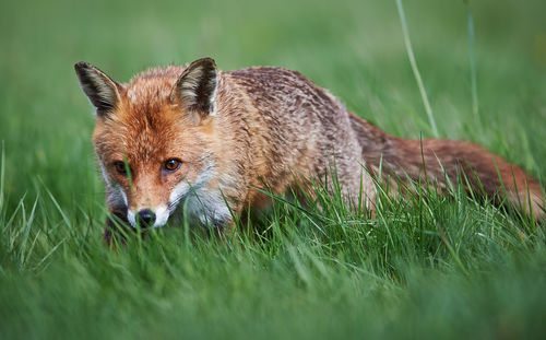 Dog on grassy field