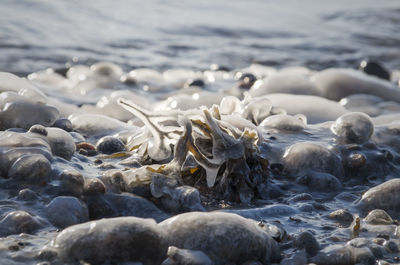 Close-up of frozen rocks in sea