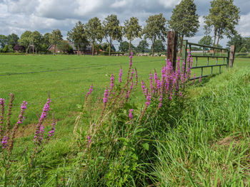 Pink flowering plants on field against sky