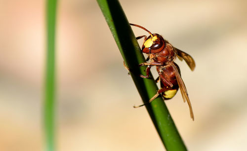 Close-up of insect on leaf