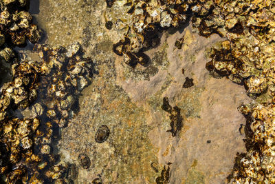 Full frame shot of sea with rock