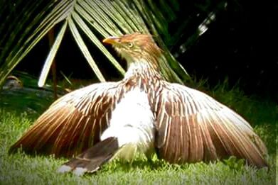 Close-up of bird in pond