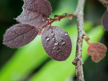 Close-up of fresh green leaves on plant