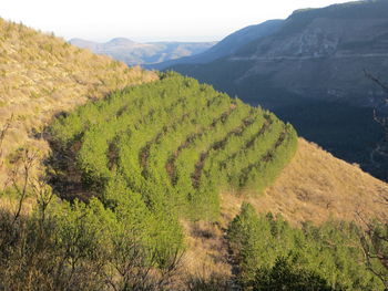 Scenic view of agricultural field against mountains