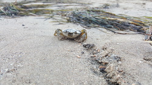 Close-up of crab on sand